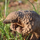 Illustration for article titled Roxy, the Pangolin, wishes you all a safe Thursday